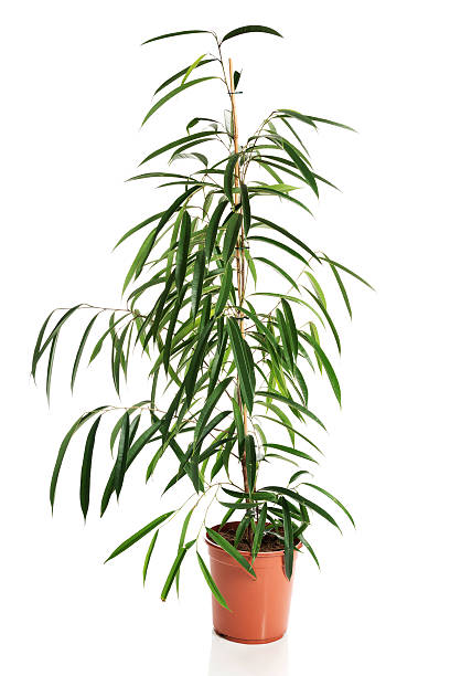istock Photo of dracaena in a pot 496832214