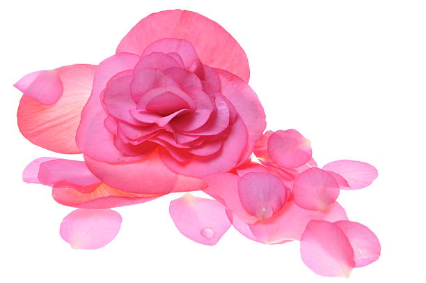 Pink flower begonia isolated on white background