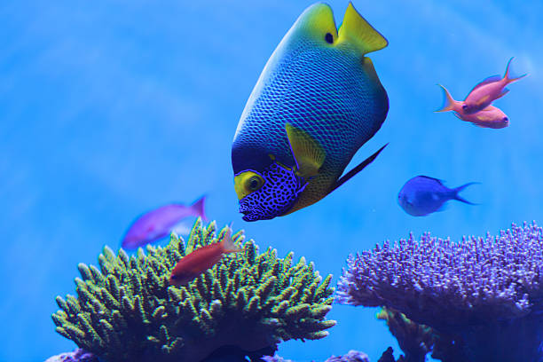 istock Bluefaced angelfish, Pomacanthus xanthometopon 496832318