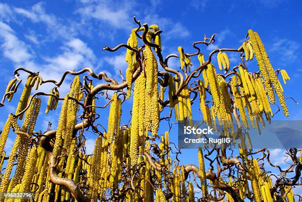 Blooming Hazel Tree Stock Photo - Download Image Now - Hazel Tree, 2015, Agriculture