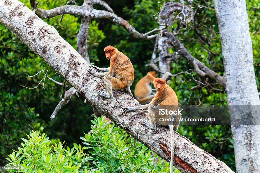Family of rare Proboscis Monkeys in a tree Family of Proboscis Monkeys on a tree in the mangrove forest of northern Borneo Animal Stock Photo