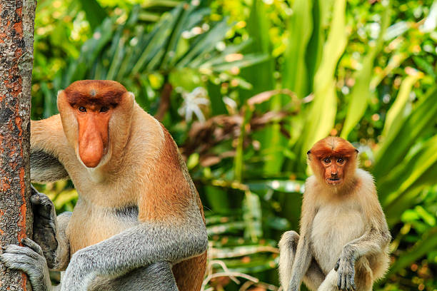 雄および雌吻猿のマングローブ - monkey proboscis monkey malaysia island of borneo ストックフォトと画像