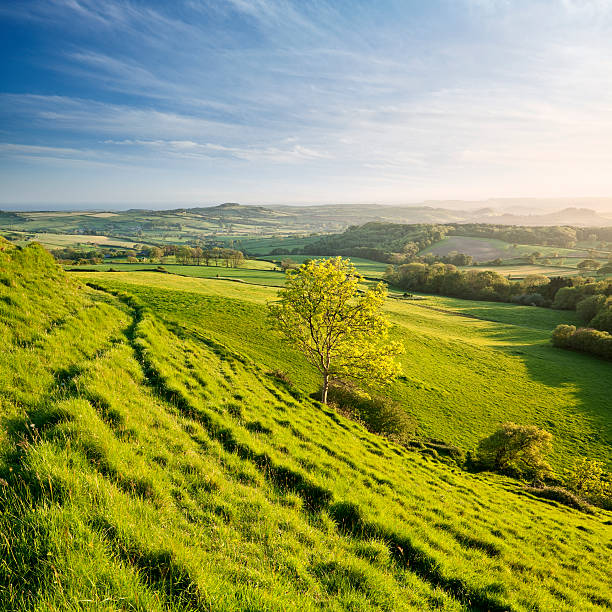 istock Evening light rakes across landscape with fields and trees 496833095