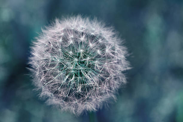 istock Artistic Macro of blue fluffy dandelion seed head 496833927