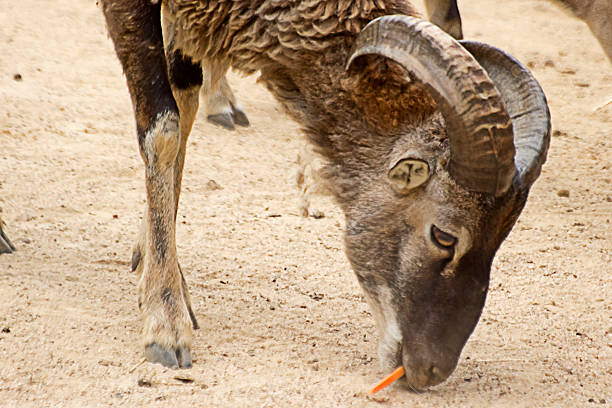European Mouflon's Lunch European Mouflon's Lunch. seoul zoo stock pictures, royalty-free photos & images