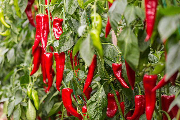 pimientos rojos - greenhouse pepper vegetable garden agriculture fotografías e imágenes de stock