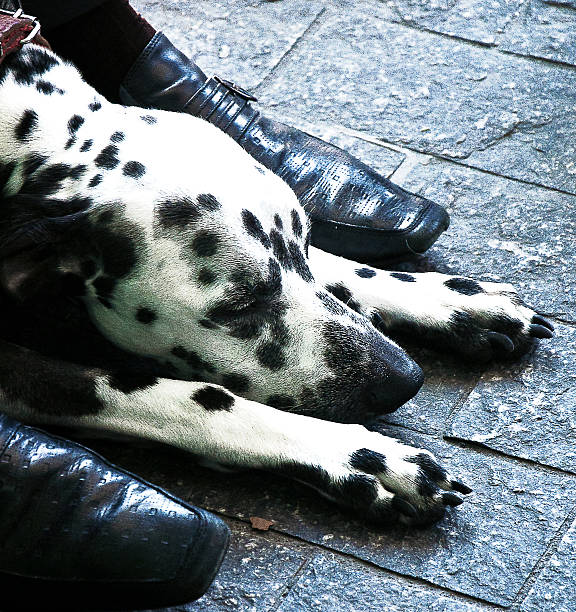 istock Dog sleeping at the feet of his master 496835213