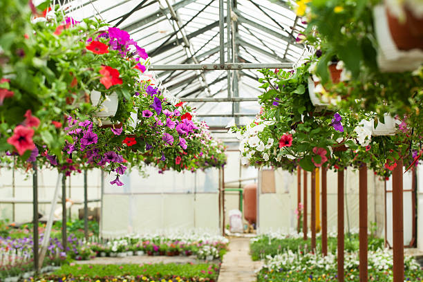 istock Flowers in the greenhouse 496835461