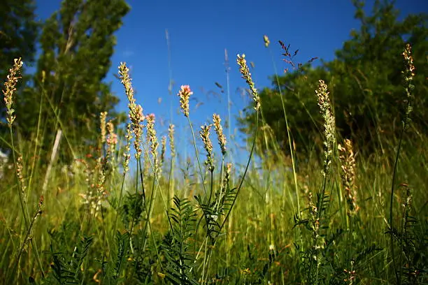 Green grass,flowers and blue sky