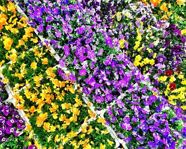 Colorful pansies for sale in a flower shop.