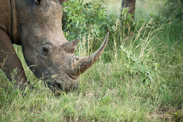 Close up head shot of  white rhinoceros south Africa stock photo