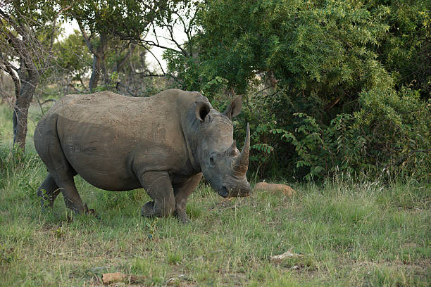 Female White Rhinoceros walking in Mabula Game reserve stock photo