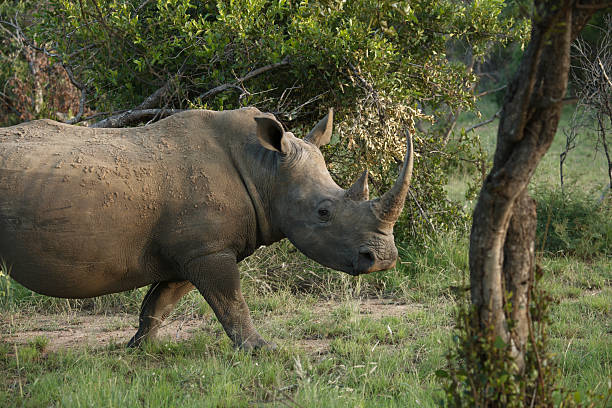 Female African White Rhinoceros Walking in bush stock photo