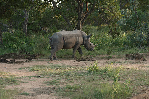 istock African White Rhinoceros calf in profile 496835965