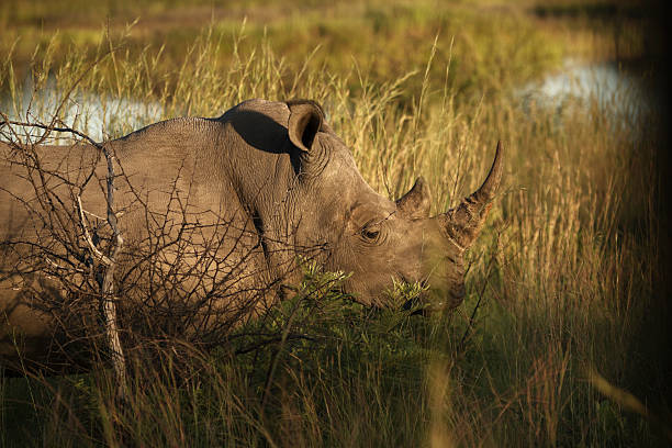 White Rhino in profile early morning light stock photo