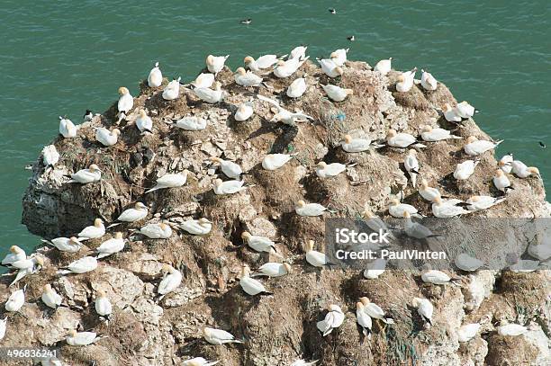 Nido Sule Su Una Scogliera Promontorio - Fotografie stock e altre immagini di Acqua - Acqua, Ala di animale, Ambientazione esterna