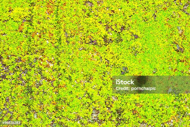 Moss - Fotografie stock e altre immagini di Ambientazione esterna - Ambientazione esterna, Bagnato, Cavoletto di Bruxelles