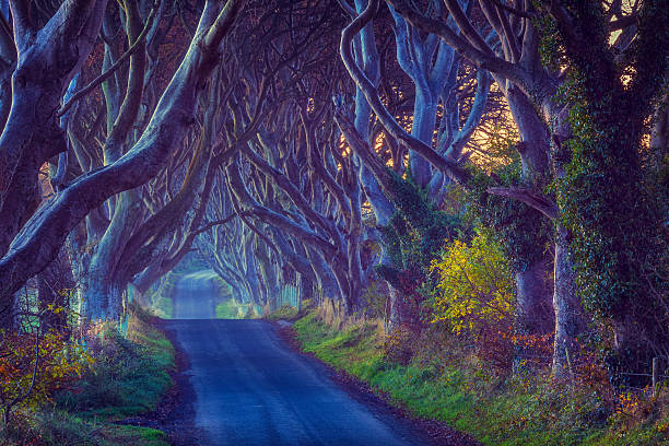 istock treelined country road 496836599