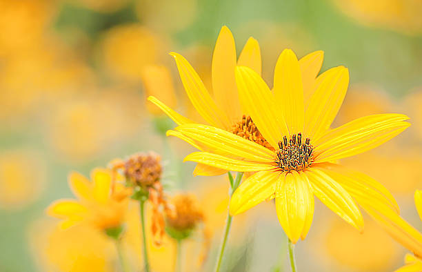 istock Yellow cosmos flowers 496836975