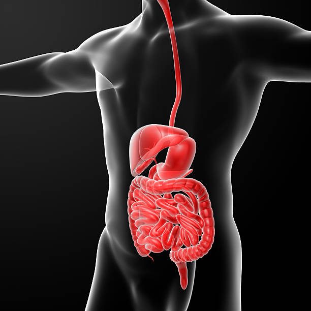 O sistema digestivo humano - foto de acervo