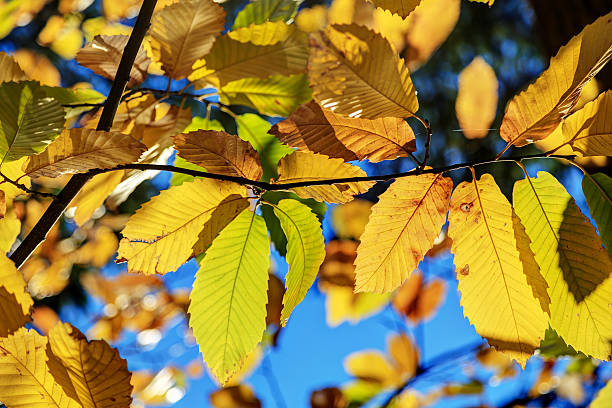 istock colorful fall leaves in autumn forest on blue sky background 496847168