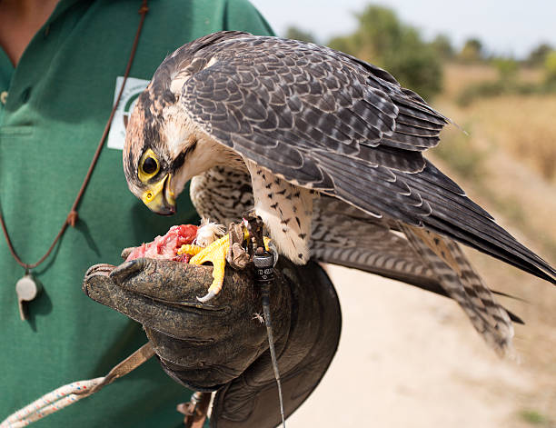 istock Peregrine Falcon and Falconer 496847384