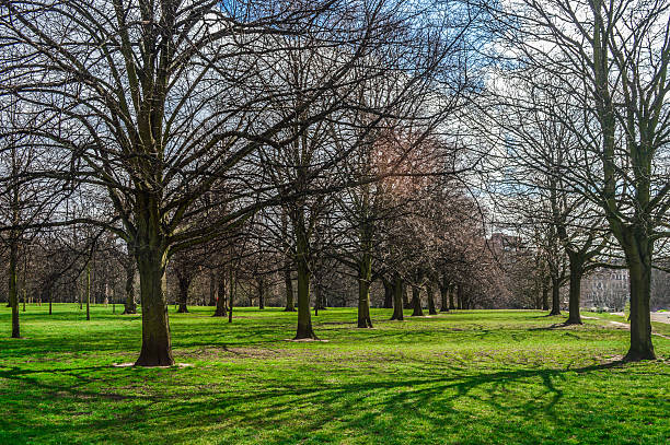 istock Winter landscape - trees in park 496847846