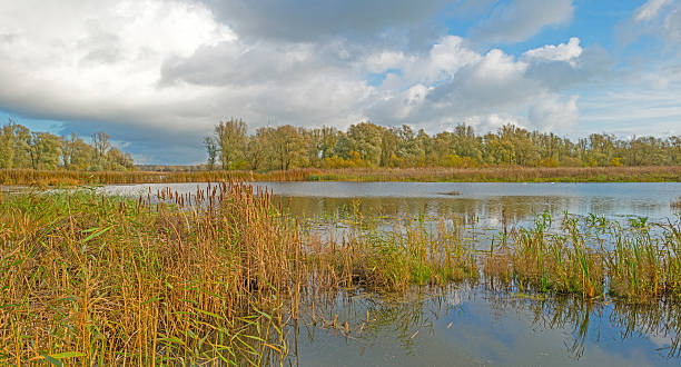 istock Shore of a lake below a blue cloudy sky 496848762