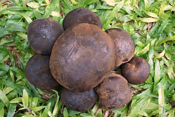 istock wild bolete mushrooms 496849326