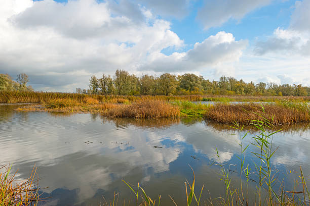 istock Shore of a lake below a blue cloudy sky 496849768