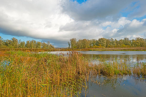 istock Shore of a lake below a blue cloudy sky 496850002