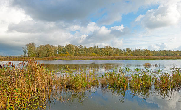 istock Shore of a lake below a blue cloudy sky 496850078