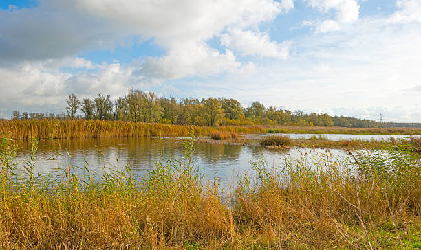 istock Shore of a lake below a blue cloudy sky 496850198
