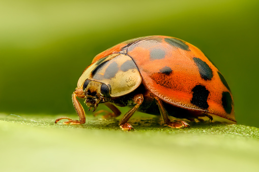 A macro image of a lady bug resting on a sunflower leaf in the morning sunlight.