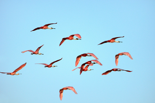 Flock of Roseate spoonbill (Platalea ajaja)  against a blue sky.