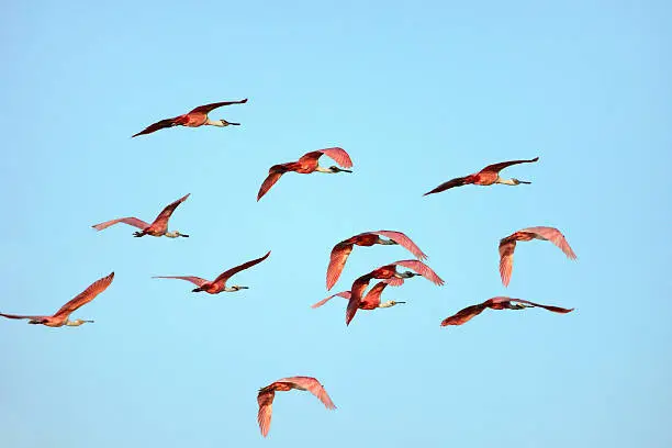 Photo of Roseate Spoonbills In Flight