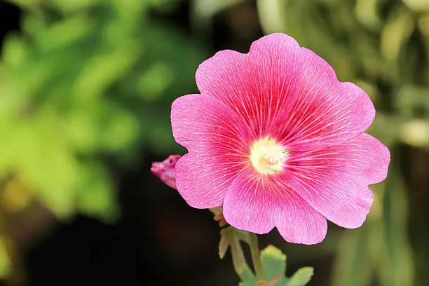 Flowers in the garden,Flowers Holly Hock (Hollyhock) pink closeup