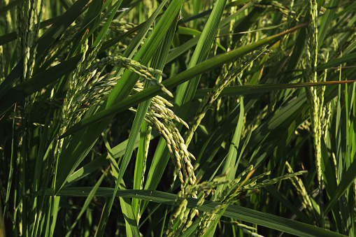 Rice fields in summer