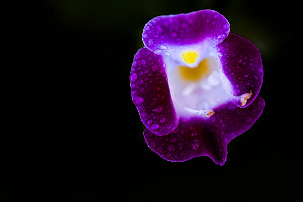 istock pansy purple violet on Isolated On Black 496852080