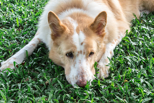 Dog sleeps on a grass Dog sleeps on a grass my dog ate grass with pesticide stock pictures, royalty-free photos & images