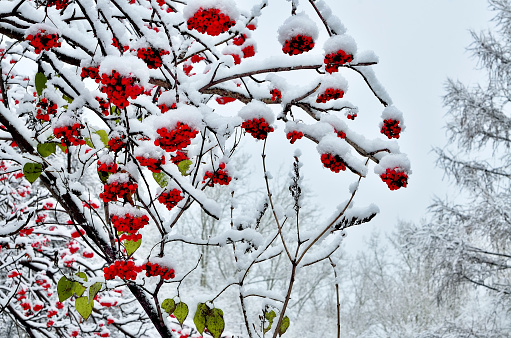 Red berries of rowan and several last green leaves snow covered - christmas decorations of the winter park close-up