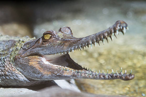 bébé faux (gharial malayan) - gavial photos et images de collection
