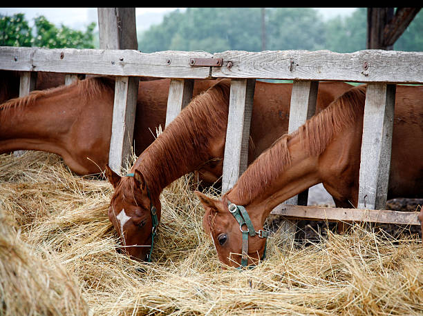 istock Thoroughbred horses in the paddock eating dry grass 496853502