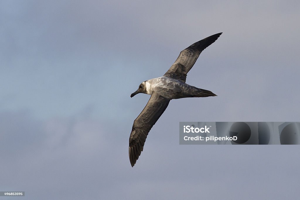 Light-mantled Sooty albatross flying against the blue sky 1 Light-mantled Sooty albatross flying against the blue sky Animal Wildlife Stock Photo