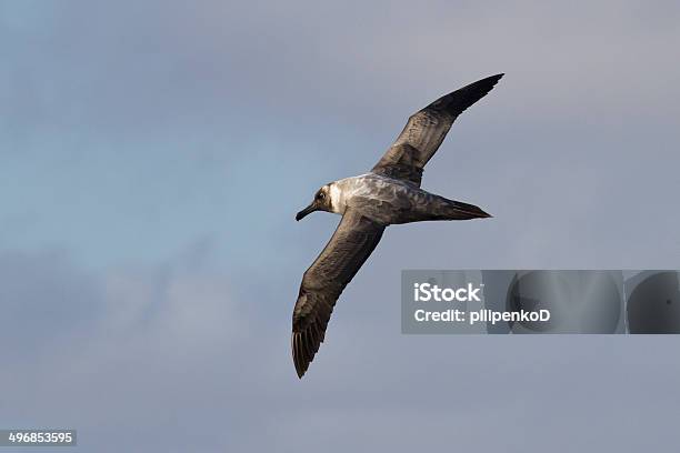 Lightmantled Sooty Albatross Flying Against The Blue Sky 1 Stock Photo - Download Image Now
