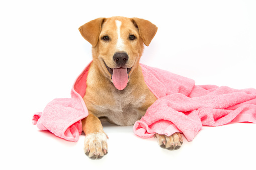 dog after the bath with a pink towel isolated on white background