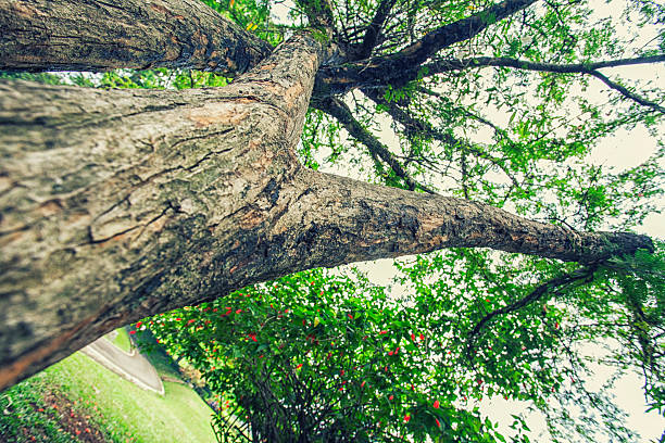 big tree trunk - tree tall poplar tree bark стоковые фото и изображения