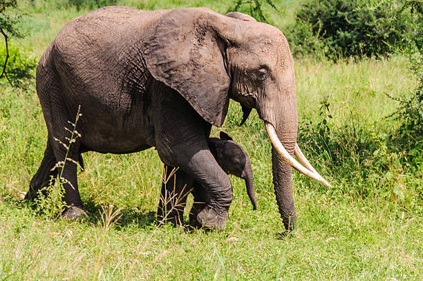 Elephant mother with calf in Tarangire Park, Tanzania stock photo