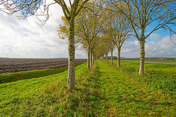 istock Trees along a field in autumn 496854096