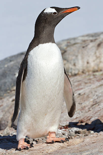 istock Gentoo penguin standing on the rocky coast 496854273
